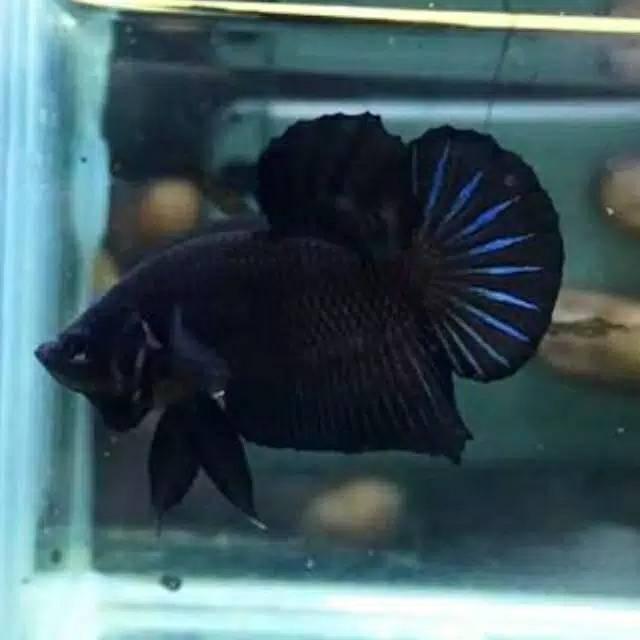 Gambar IKAN CUPANG PLAKAT DUMBO EAR / KUPING GAJAH IMPORT BERKUALITAS - Merah dari King'S Goldfish Aquarium undefined 3 Tokopedia