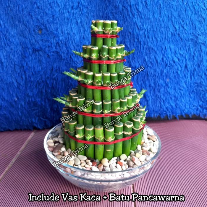 Gambar tanaman hias BAMBU HOKI / BAMBU REJEKI 5 SUSUN + VAS KACA + BATU HIAS - +Batu Pancawrna dari BUNGA TRISNA 98 undefined Tokopedia