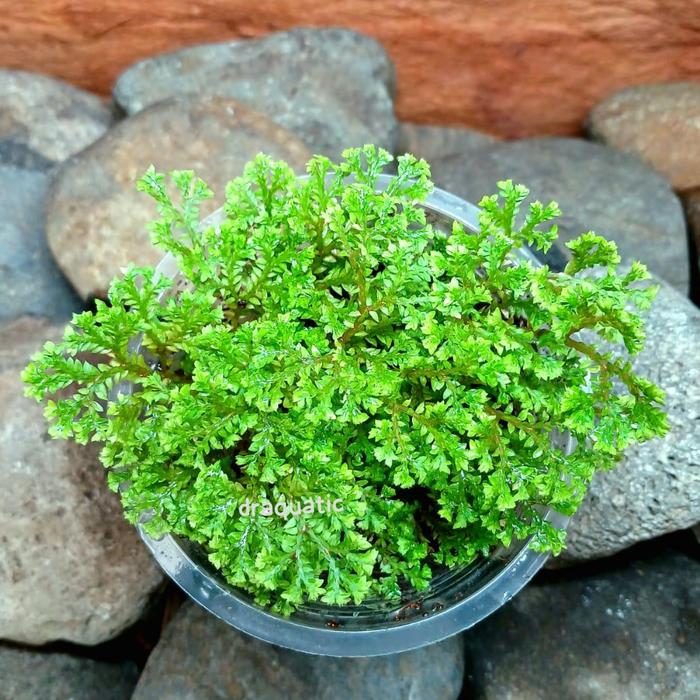 Gambar Pakis Ambon tanaman hias Paludarium Terrarium dari draquatic new undefined Tokopedia