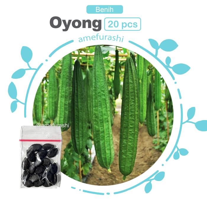 Gambar Bibit / Benih / Seeds Sayur Okra Merah Baik Untuk Kesehatan - oyong 20 dari amefurashi undefined Tokopedia