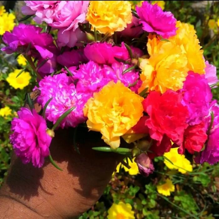 Gambar bunga krokot mossrose bunga krokot stek bibit sutra bombay (1 btg) dari Bercocok Tanam Kuy undefined Tokopedia