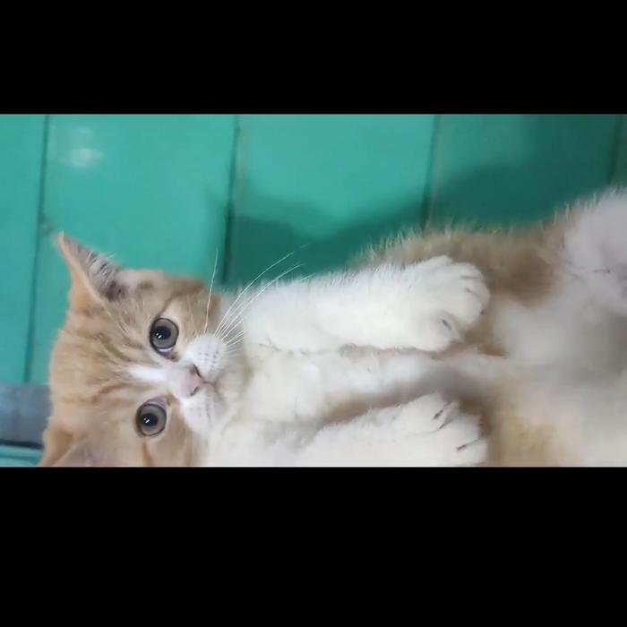 Gambar Kucing kak moy moy dari kaya ungkep presto undefined Tokopedia