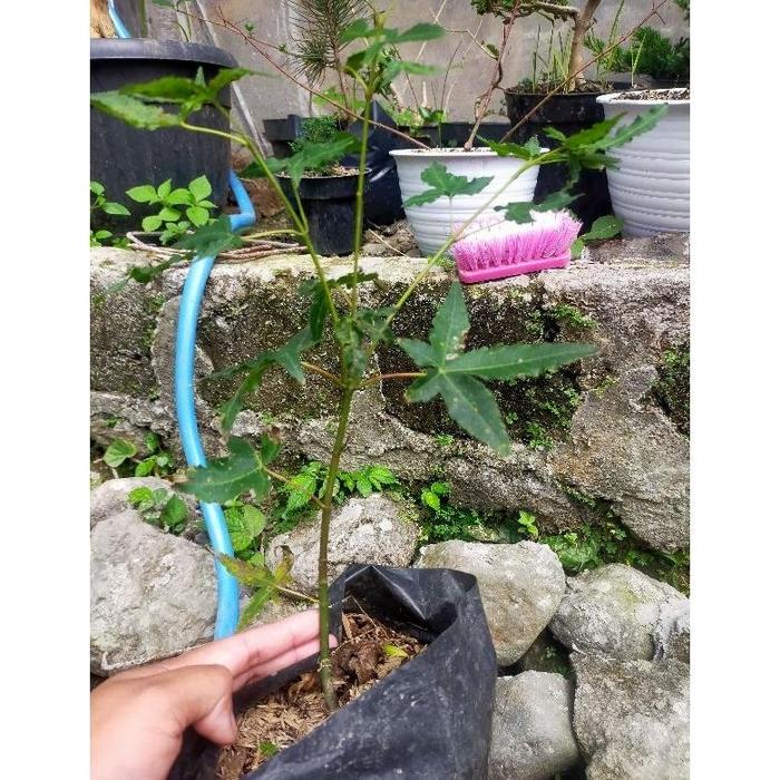 Gambar Pohon Green Maple Japanese/ Maple Hijau/ Bahan Bonsai Maple Hijau - Kecil dari Ryms12 undefined Tokopedia