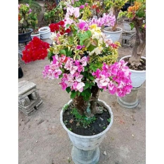 Gambar BIBIT BOUGENVILLE BONSAI 1 POHON 5 WARNA//BUNGA KERTAS BUGENVIL - KODE 7 dari Ryms12 undefined Tokopedia
