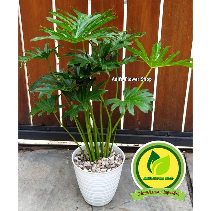 Gambar tanaman hias dalam ruangan - philodenron jadi selloum jumbo Rimbun+pot - PLUS BATU PANCA dari Adifa flower shop undefined Tokopedia