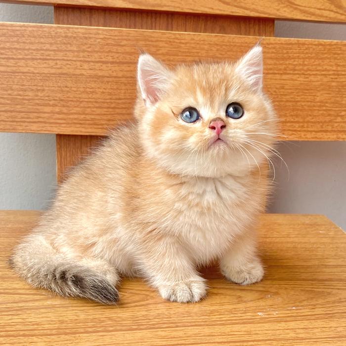 Golden British Longhair British Shorthair Cat Orange Very Gentle