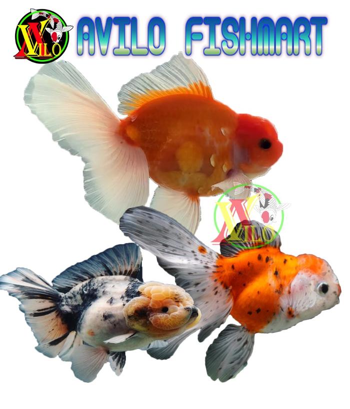 Gambar ikan hias mas koki oranda jambul kaliko size 5 - 6 cm tanggung sedang dari Avilo Fishmart undefined Tokopedia