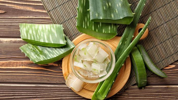Gambar pelepah lidah buaya/daun lidah buaya dijamin bebas (peptisida - ALOE KUPAS 500G dari FELISQUEEN.ID undefined Tokopedia