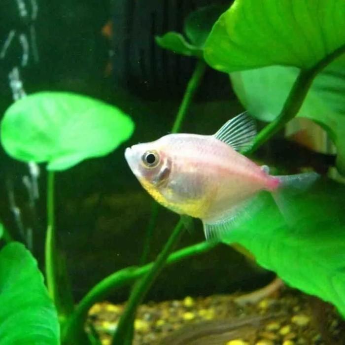 Gambar ikan hias warna warni / tetra fish / menyala dalam gelap /ikanberwarna - Putih, M dari Fauna aqua undefined Tokopedia