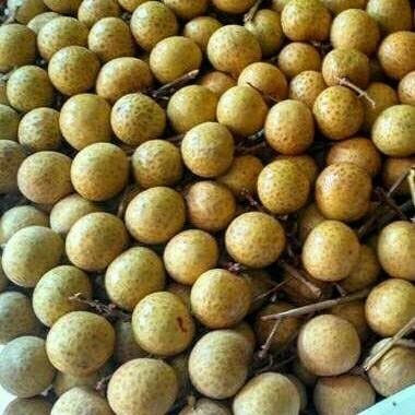 Gambar Buah Kelengkeng fresh segar - 1000 gram / 1kg dari Doyan Daging Store Depok undefined Tokopedia