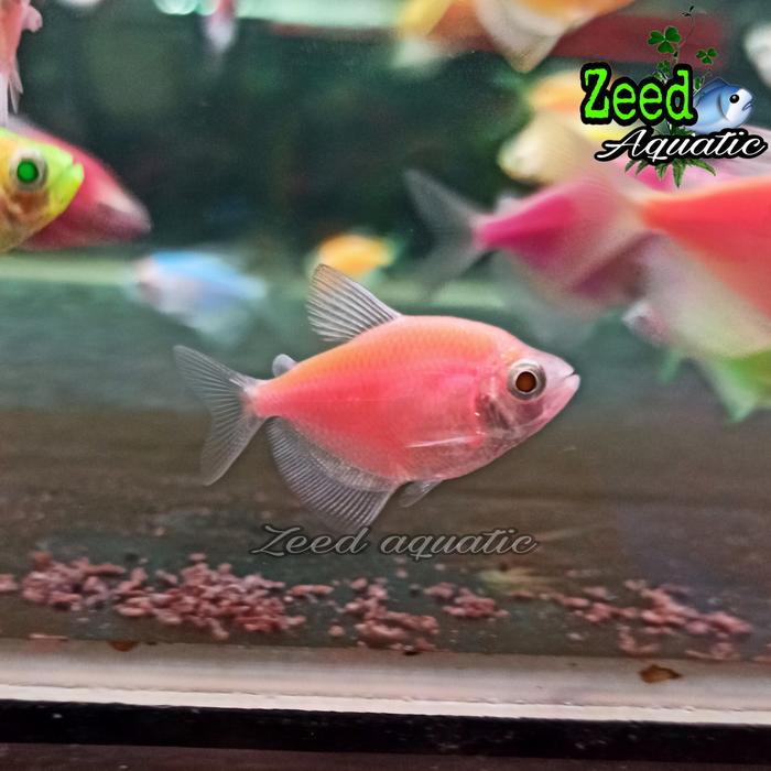 Gambar ikan hias air tawar / aquascape / Glow Fish WARNA TERLENGKAP - Pink dari Zeed aquatic undefined Tokopedia