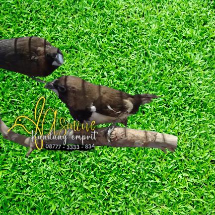 Gambar EMPRIT JAWA / BONDOL JAWA SEPASANG TERNAK RAWATAN dari JASMINE KANDANG EMPRIT undefined Tokopedia