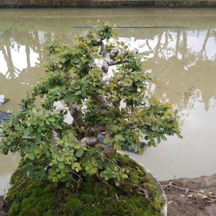 Gambar Bahan bonsai ileng ileng grouping dari Bonsai Pasundan undefined Tokopedia