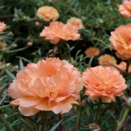 Gambar Krokot Tumpuk Import : INTAN (jingga) - Bibit stek bunga mossrose dari Zunaira Garden undefined Tokopedia
