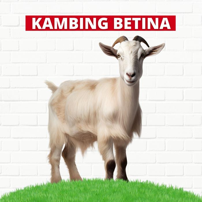 Gambar Paket Aqiqah Lengkap 1 Ekor Kambing Prestige Aqiqah - Kambing Betina, 50 Box dari prestige aqiqah undefined Tokopedia