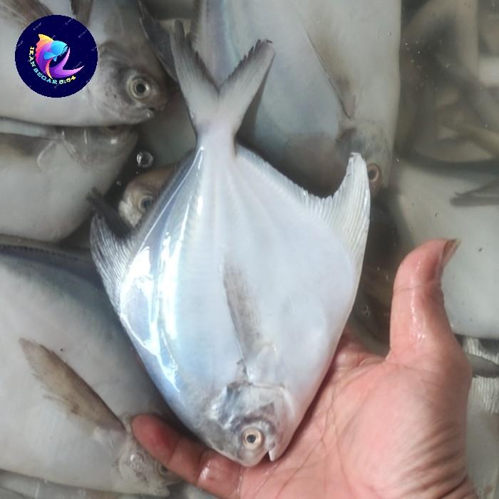 Gambar IKAN BAWAL PUTIH FRESH SIZE 5/7 EKOR dari Ikansegar554 undefined Tokopedia