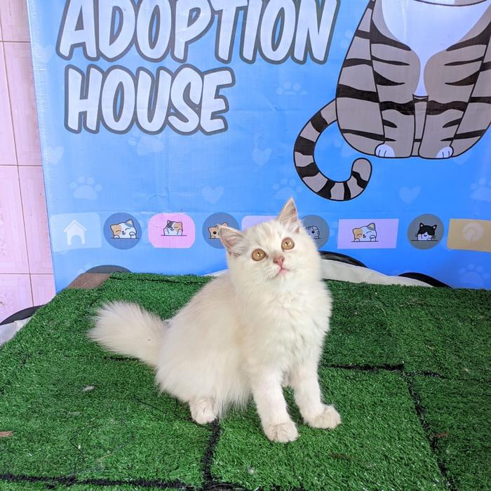 Gambar kucing persia white dari Adopsi_kucingkaranganyar undefined Tokopedia