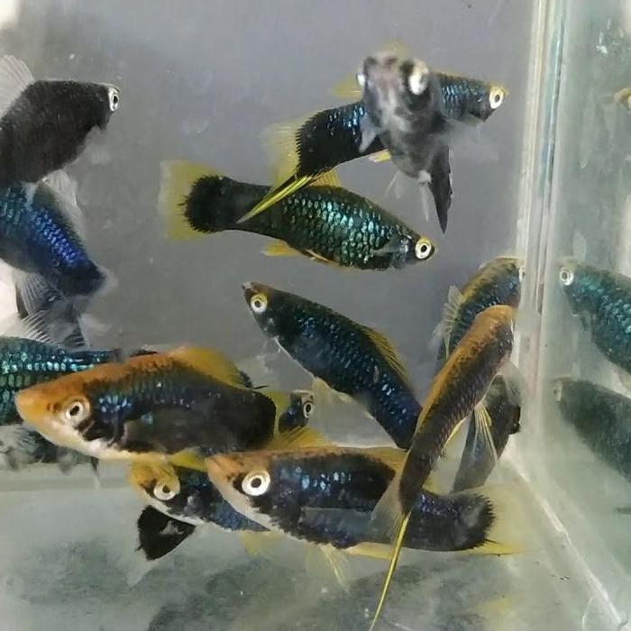 Gambar platy Jerman / platy hamburg dari Arsyila Aquatic undefined Tokopedia