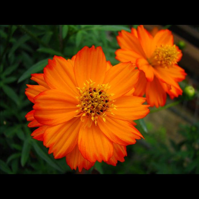 Gambar Benih / Biji Tanaman Hias Bunga Cosmos Dwarf Mix Warna Warni 20 Biji - Orange 20 biji dari Bibit Tanaman Online undefined Tokopedia