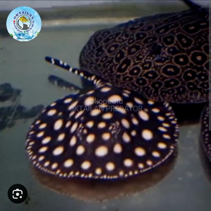 Gambar Ikan pari black diamond kualitas terbaik original import dari OKTAILAN PREDATOR undefined Tokopedia