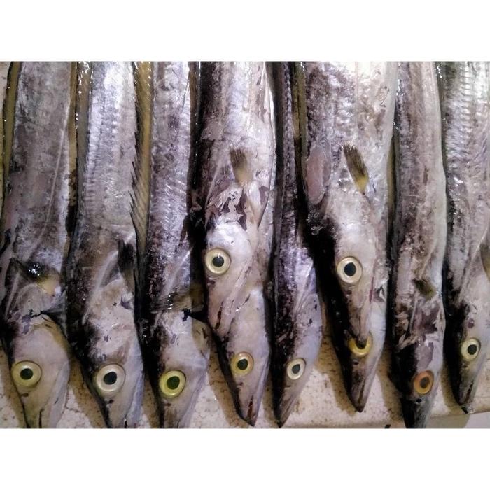 Gambar Ikan Layur Segar Fresh 1Kg Hasil Tangkapan Harian Nelayan Frozen - 2 EKOR dari Fresh Seafood Daily10 undefined Tokopedia