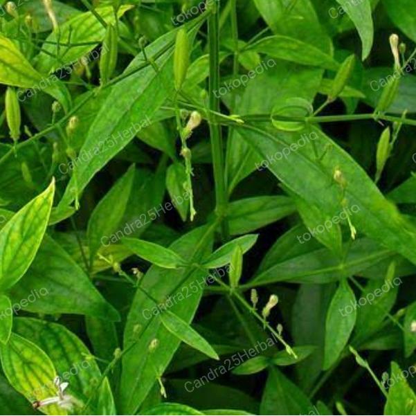 Gambar Daun sambiloto organik berat 100g untuk obat herbal dari Candra25Herbal undefined Tokopedia