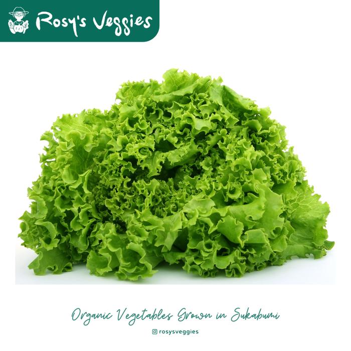 Gambar Selada Keriting Hijau Organik | 250 gram - 1 pack dari Rosy's Veggies undefined Tokopedia