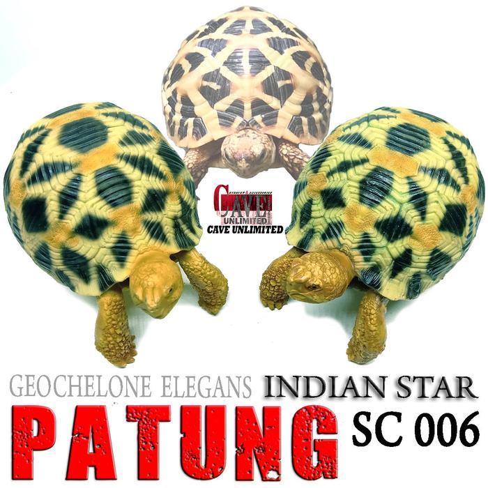 Gambar REPLIKA PATUNG TORTOISE INDIAN STAR INSTAR KURA DARAT MINIATUR SC006 dari REPTILESTORE. ID undefined Tokopedia