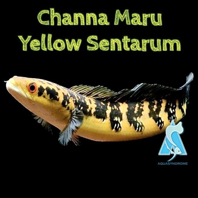 Gambar Ikan Channa Maru Yellow Sentarum / Ikan Hias Predator Aquarium - Size -+10cm dari sambalmataa undefined Tokopedia