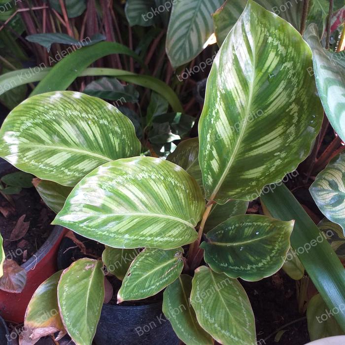 Gambar Calathea Flamestar Meriah dari Bonkulon Adenium undefined Tokopedia