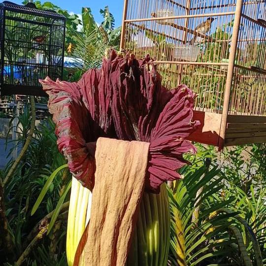 Gambar UMBI AMORPHOPHALLUS TITAN dari Panjaitan Farm undefined Tokopedia