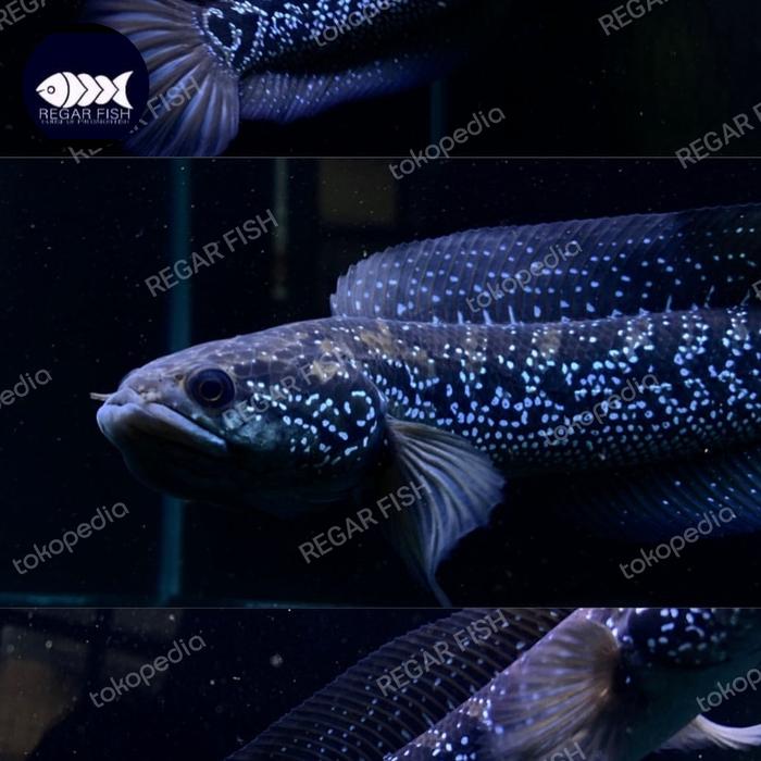 Gambar ikan channa asiatica ws pure - Asiatica ws, 4-5 cm dari REGAR FISH undefined Tokopedia