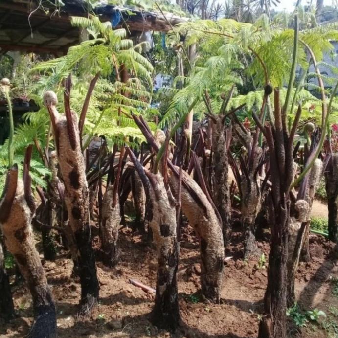 Gambar tanaman hias pakis monkey 1 meter full daun/ pakis monkey dari Rizky floris03 undefined Tokopedia