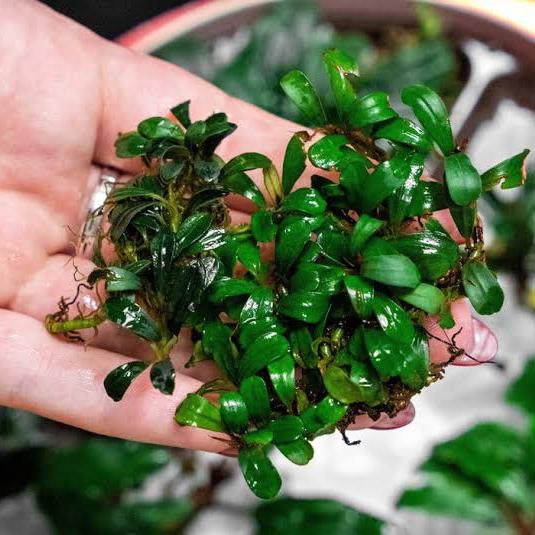 Bucephalandra sp.Varigata narrow type PV 水草育成 Bucephalandra sp