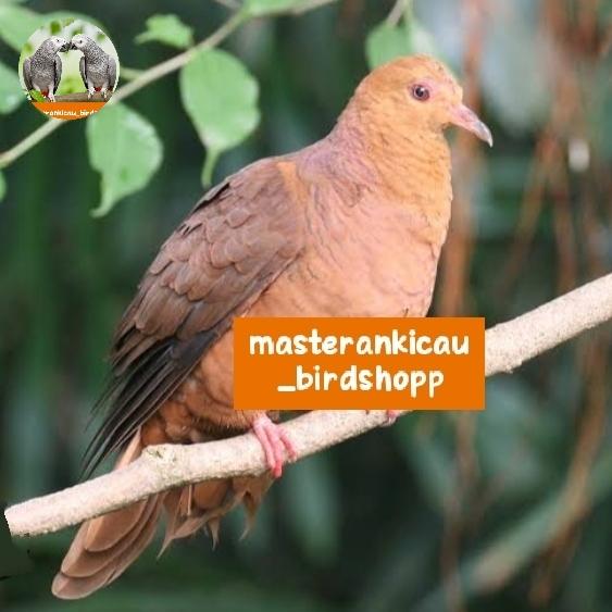 Gambar burung punai api unchal loreng merah mewah mempesona dari masterankicaubirdshopp undefined Tokopedia