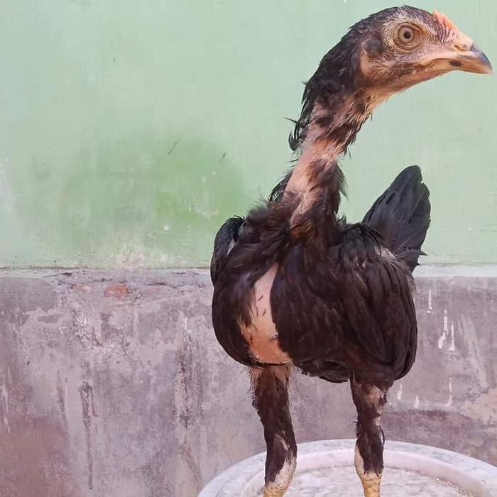 Gambar ayam pakhoy super brutal dari wrf shopp undefined Tokopedia