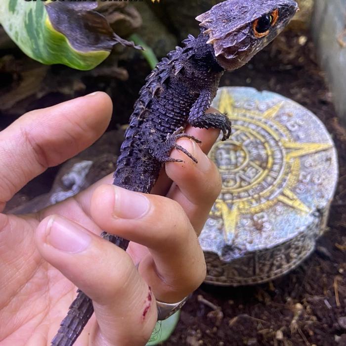 Gambar Crocodile Skink dari PaPi Pet Shop undefined Tokopedia