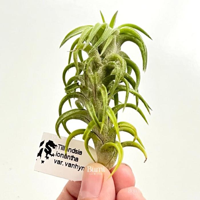Tillandsia ionantha minor ex. Jan 本邦初放出｜フラワー・ガーデニング