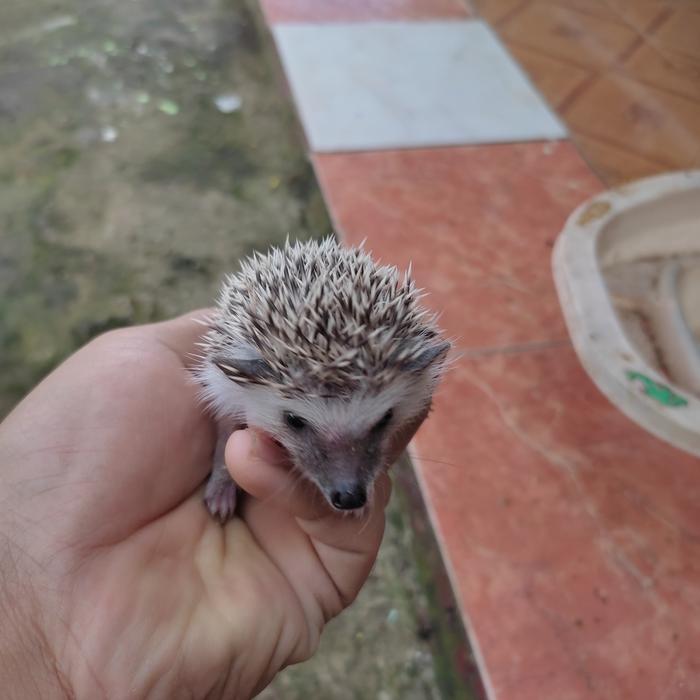 Gambar landak mini dari abudpets undefined Tokopedia