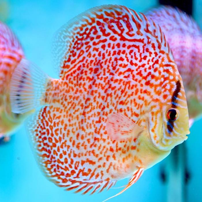Gambar ikan discus all varian best price quality produk - white butterfly, 1inch dari discus guppy undefined 5 Tokopedia