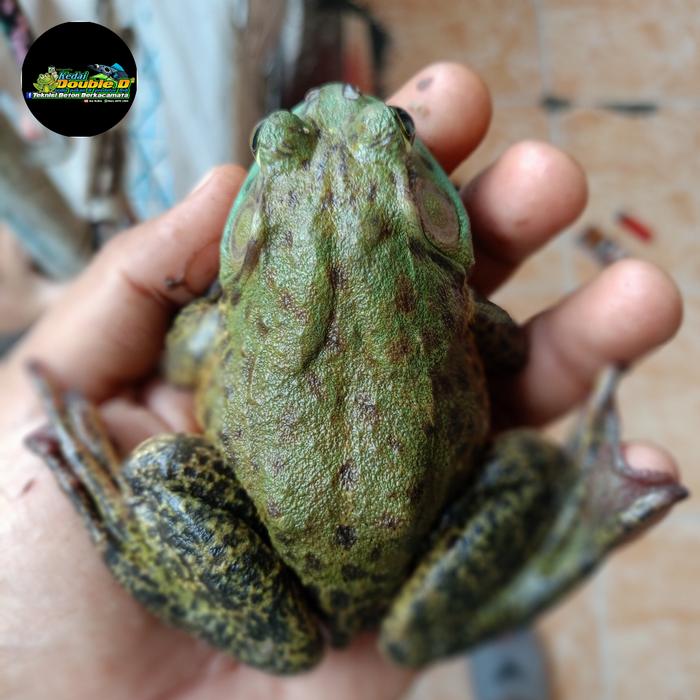 Jual AMERICAN BULLFROG SIZE JUVE BUKAN PACMAN, PIXIE - Kota Depok ...