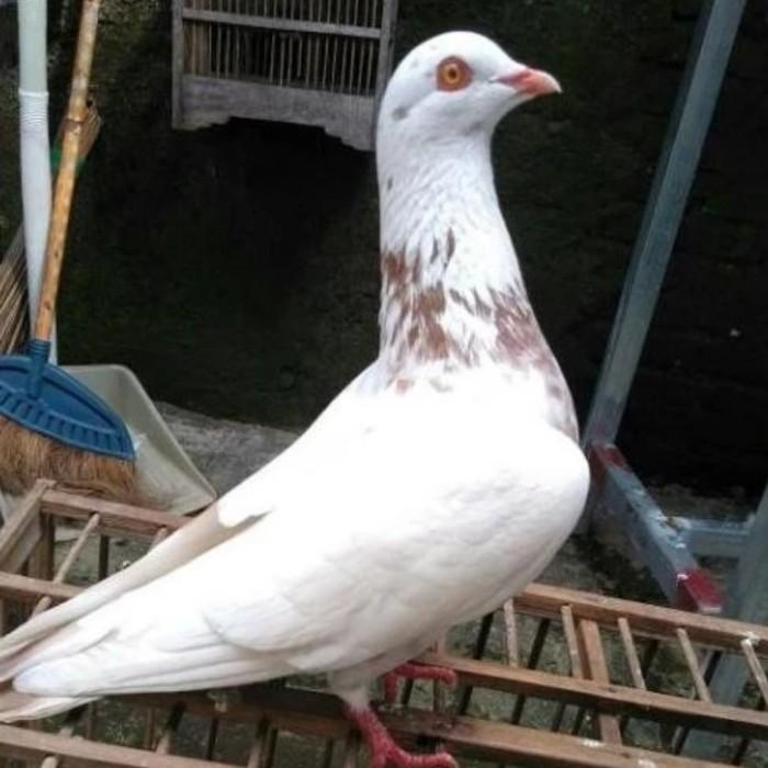 Gambar Burung Dara / Merpati Jantan dari SantinetStore37 undefined Tokopedia
