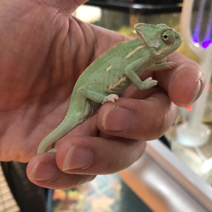 Gambar Veiled Chameleon - 2 bulan betina dari Tetrapod undefined Tokopedia