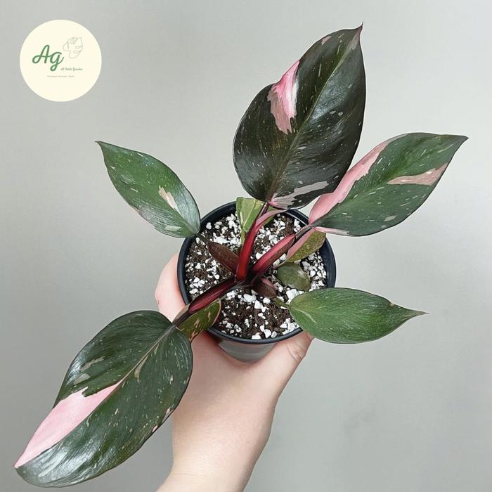 Gambar philodendron pink princess -tanaman hias philodendron pink princess dari Alfatih-garden undefined Tokopedia