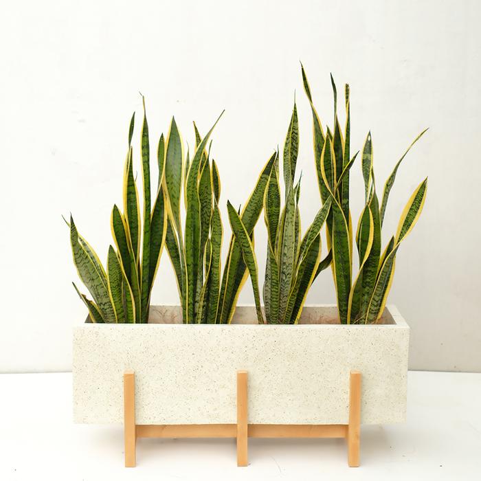 Gambar Planter Box Terrazzo + Sansievera - 80cm dari GreenYours undefined Tokopedia