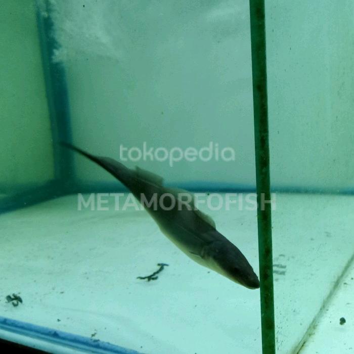 Gambar ikan aba aba knifefish dari METAMORFOFISH undefined Tokopedia