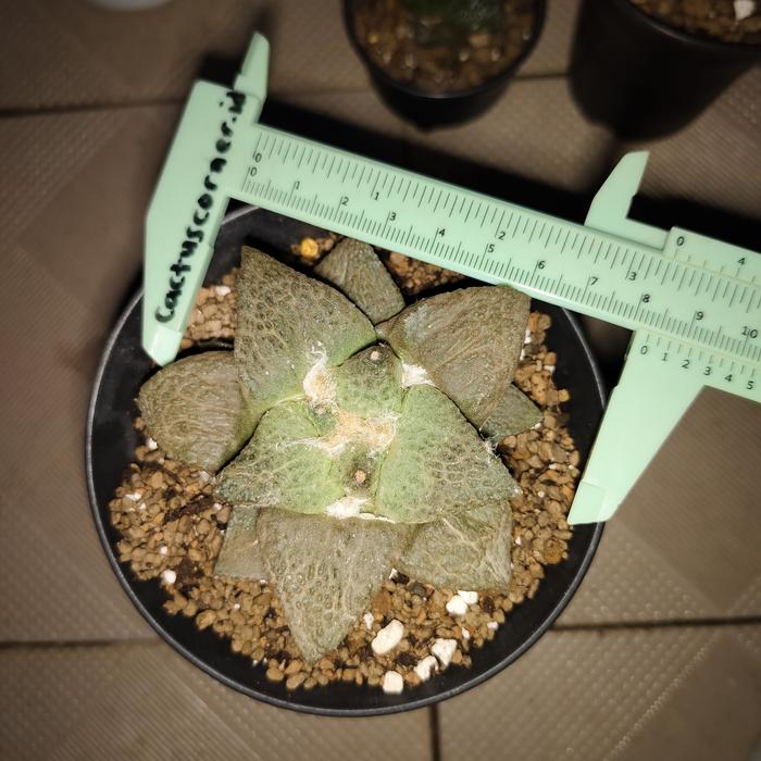 Gambar Kaktus Ariocarpus Ario Carpus Godzilla Godzila - Godzila sedang dari cactuscorner.id undefined 5 Tokopedia
