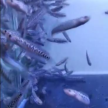 Gambar Baby Channa Asiatica RSP Kalimaya SUPERFOR | ikan gabus mutiara Chana - 3-4 CM dari My Aquatic Farm undefined Tokopedia
