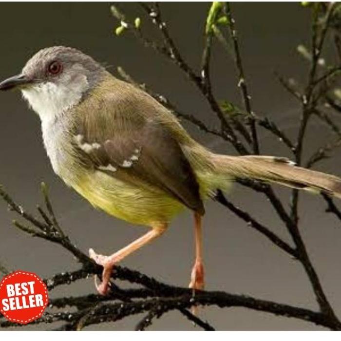 Gambar burung ciblek semi gacor pilihan ciblek cisem - Cisem bahan, Pilihan dari nara petshop04 undefined Tokopedia