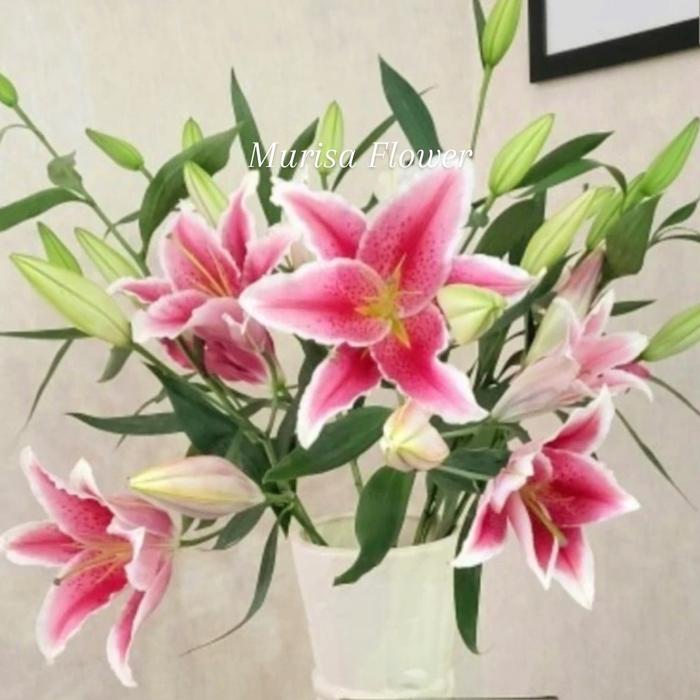 Gambar Bunga lily merah segar per tangkai dari Murisa Flower undefined Tokopedia